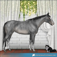 Horse Color:White Spotted Blue Roan 