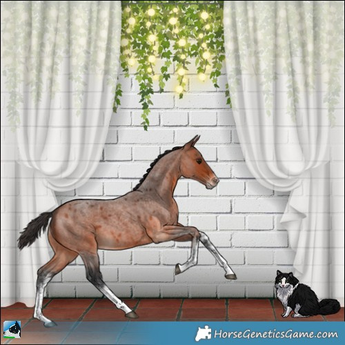 Horse Color:White Spotted Bay Roan