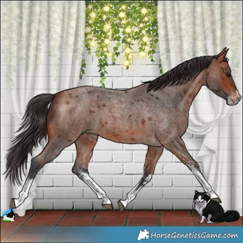 Horse Color:White Spotted Bay Roan 
