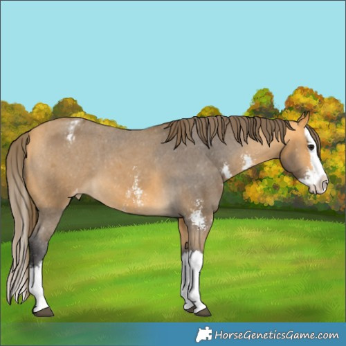 Horse Color:Buckskin Sabino Splash Appaloosa 