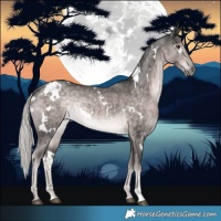 Horse Color:Platinum White Spotted Chocolate Palomino Mushroom Rabicano