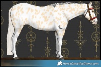 Horse Color:Silver Buckskin Dun Tobiano Appaloosa 