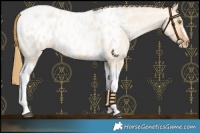 Horse Color:Red Dun Roan Pearl Tobiano Frame Near Leopard 
