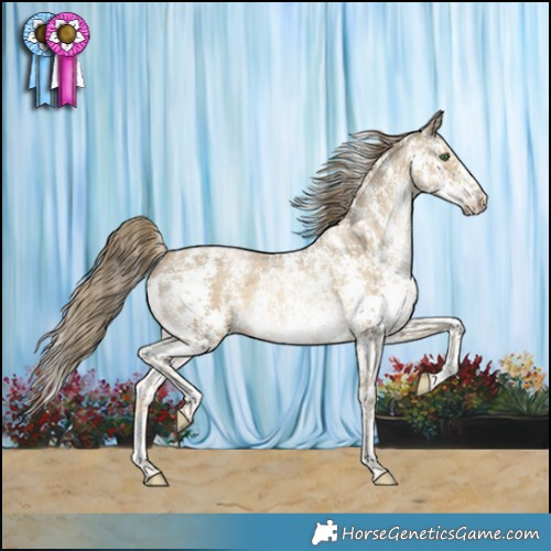 Horse Color:Smoky Black Pearl Sabino Appaloosa 