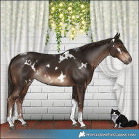 Horse Color:White Spotted Liver Chestnut Tobiano Rabicano 