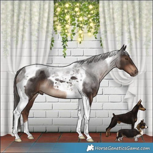 Horse Color:Liver Chestnut Tobiano Rabicano 