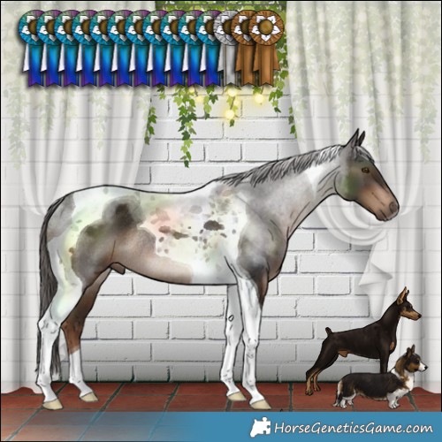 Horse Color:Liver Chestnut Tobiano Rabicano 
