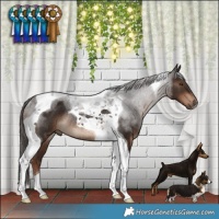 Horse Color:Liver Chestnut Tobiano Rabicano 