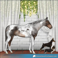 Horse Color:Liver Chestnut Tobiano Rabicano