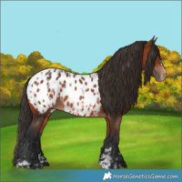 Horse Color:Brown Blanket Rabicano  and Bay Blanket Rabicano 