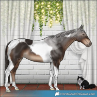 Horse Color:Liver Chestnut Tobiano 