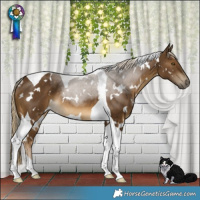 Horse Color:White Spotted Chocolate Palomino Tobiano Rabicano 