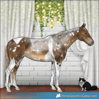 Horse Color:White Spotted Chocolate Palomino Tobiano Rabicano