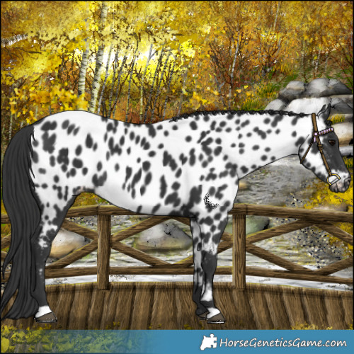 Horse Color:Black Near Leopard Rabicano 