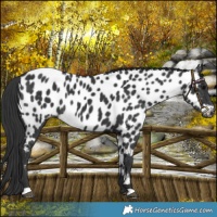 Horse Color:Black Near Leopard Rabicano