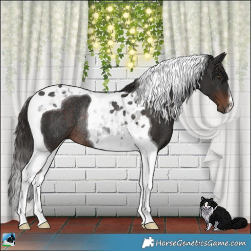 Horse Color:Liver Chestnut Tobiano Rabicano 