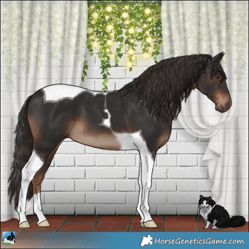 Horse Color:Liver Chestnut Tobiano 