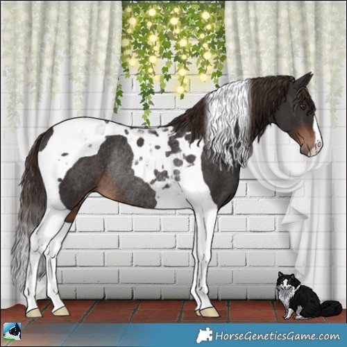 Horse Color:Liver Chestnut Tobiano Rabicano 