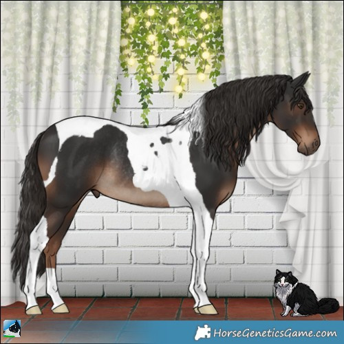 Horse Color:Liver Chestnut Tobiano Rabicano 