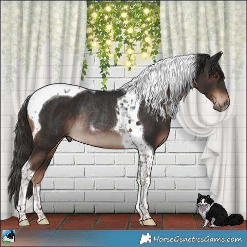 Horse Color:Liver Chestnut Tobiano Rabicano 