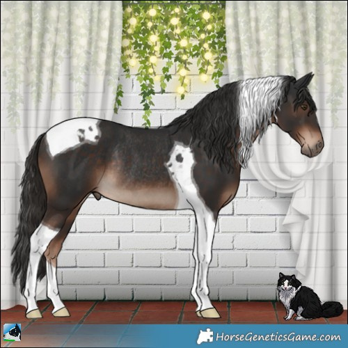 Horse Color:Liver Chestnut Tobiano Rabicano 