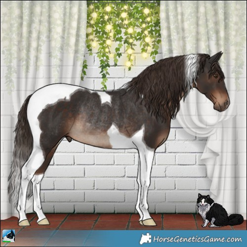 Horse Color:Liver Chestnut Tobiano Rabicano 