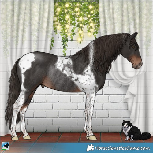Horse Color:Liver Chestnut Tobiano Rabicano 