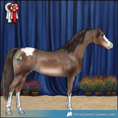 Horse Color:Liver Chestnut Appaloosa 
