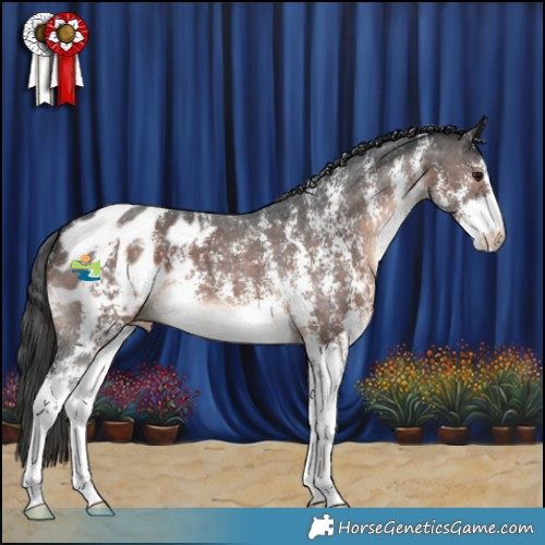 Horse Color:Brown Mushroom Sabino Appaloosa 