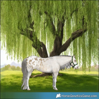 Horse Color:Buckskin Dun Sabino Appaloosa