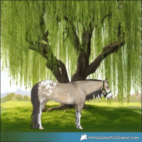 Horse Color:Buckskin Dun Sabino Appaloosa