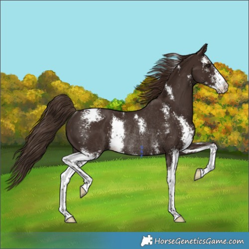 Horse Color:Liver Chestnut Sabino Rabicano 