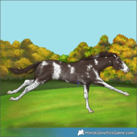 Horse Color:Liver Chestnut Sabino Rabicano
