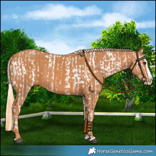 Horse Color:Chestnut Splash Frame Near Leopard  and Chestnut Splash 