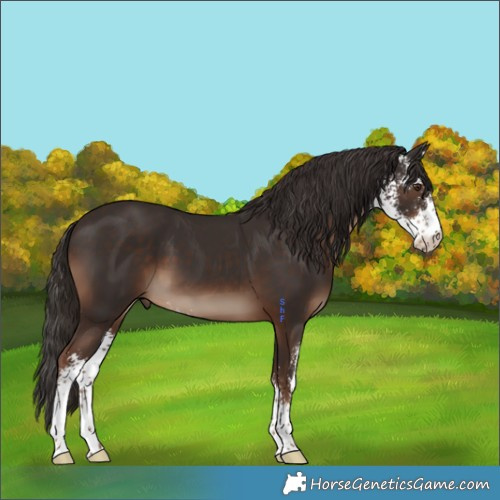 Horse Color:Liver Chestnut Sabino 