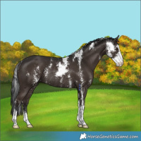 Horse Color:Liver Chestnut Sabino Rabicano