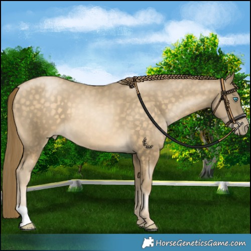 Horse Color:Buckskin Pearl 