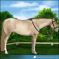 Horse Color:Buckskin Pearl