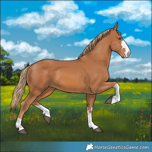Horse Color:Chestnut 