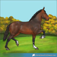 Horse Color:Bay 