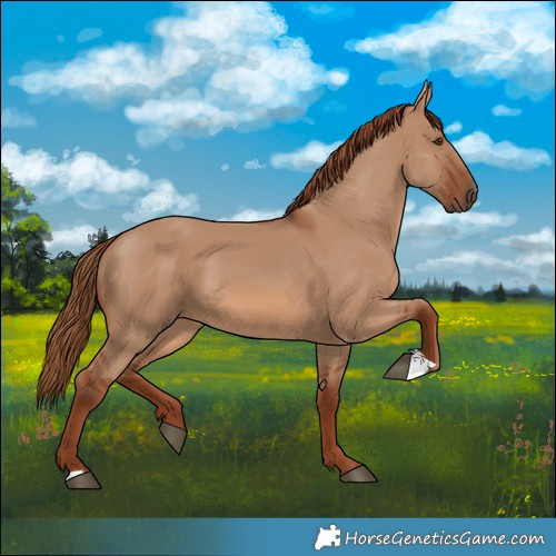 Horse Color:Red Dun 