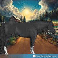Horse Color:Black 