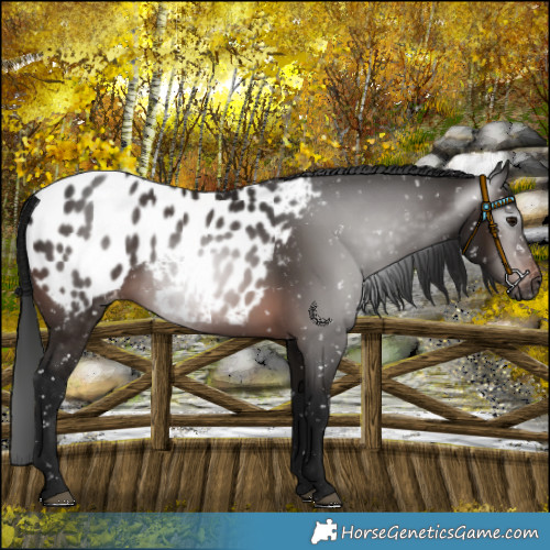 Horse Color:Gray Bay Near Leopard 