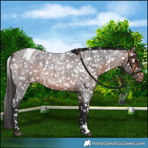 Horse Color:Brown Roan Snowflake Varnish 