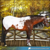 Horse Color:Gray Bay Near Fewspot 