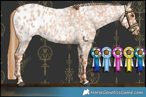 Horse Color:Red Roan Appaloosa