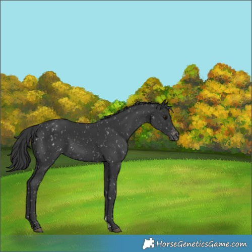 Horse Color:Black Appaloosa and Black Appaloosa