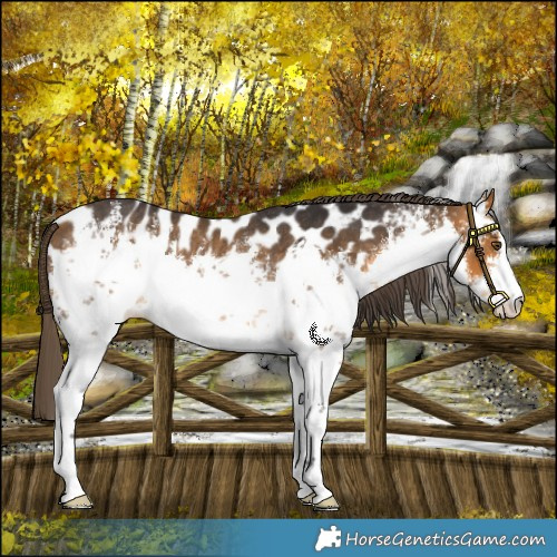 Horse Color:White Spotted Buckskin Near Leopard Rabicano 