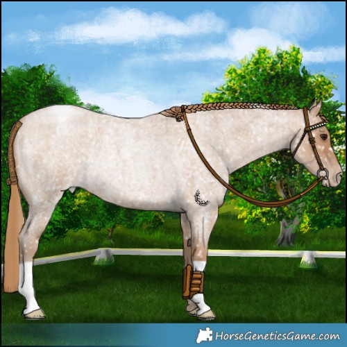 Horse Color:Blue Roan Pearl Appaloosa Rabicano