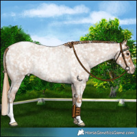 Horse Color:Blue Roan Pearl Snowflake Varnish Rabicano